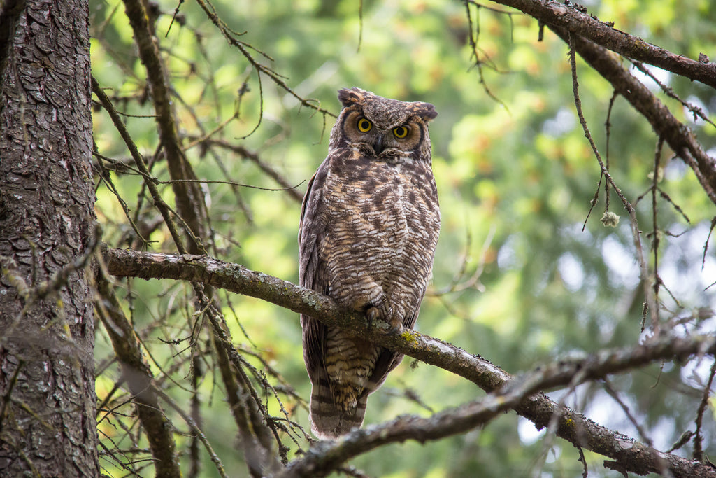 Great Horned Owl