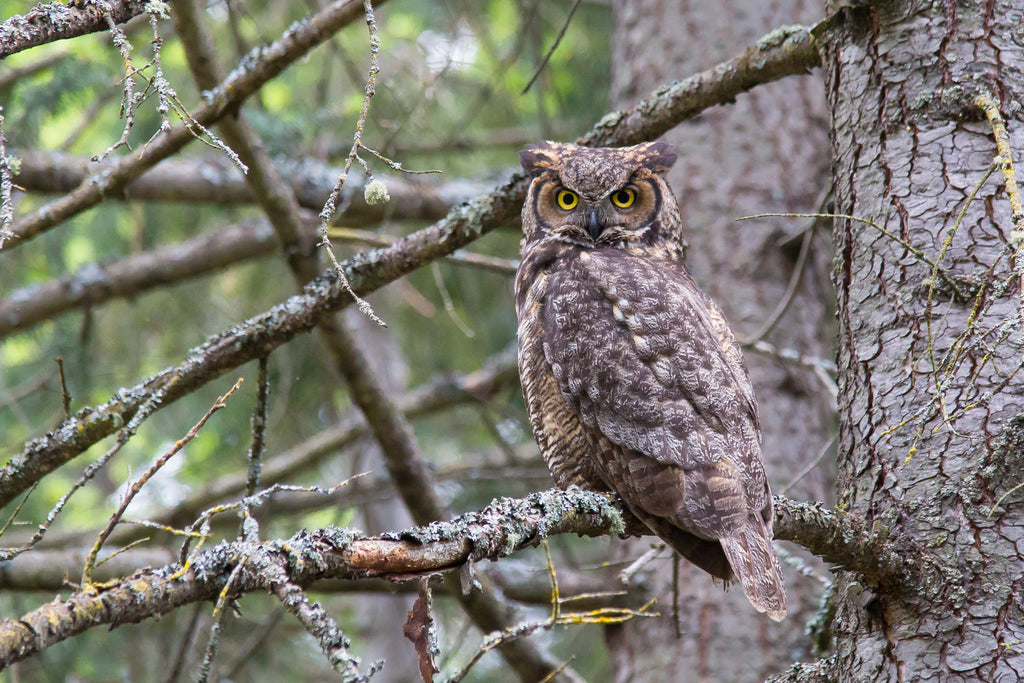 Great Horned Owl