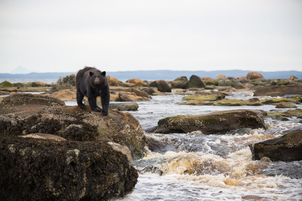 Coastal Black Bear