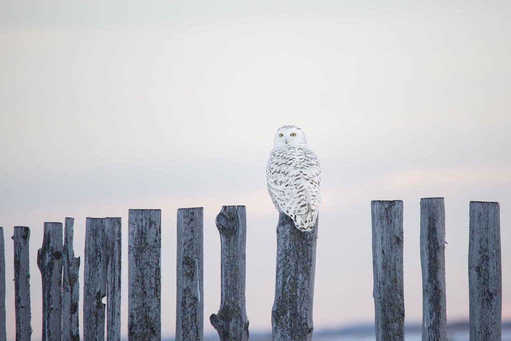 Snowy Owl