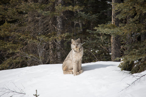Canadian Lynx