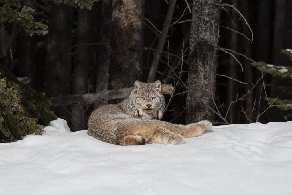 Laid back Lynx