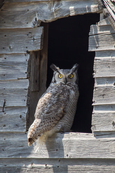 Great horned Owl – Adam Skalzub Photography