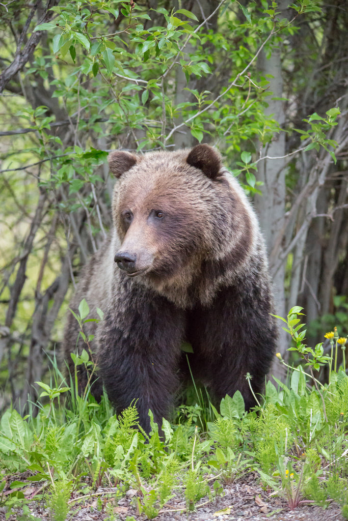 Grizzly