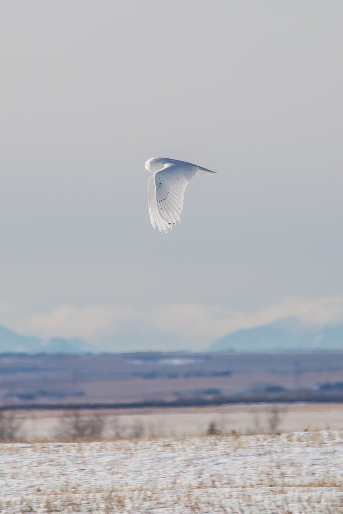 Snowy Owl flight