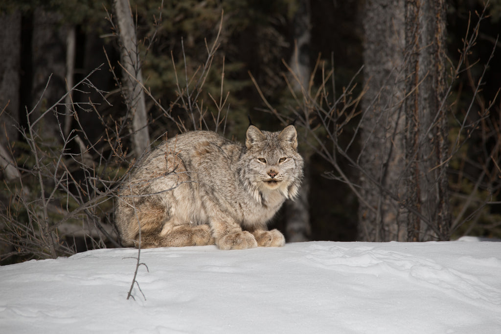 Lazy Lynx