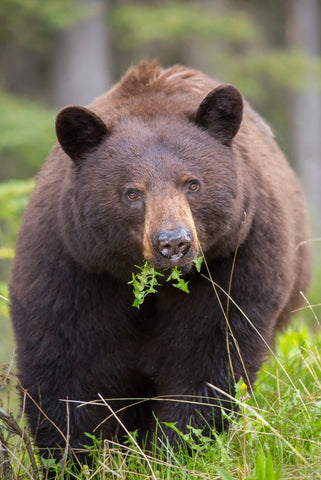 Black Bear