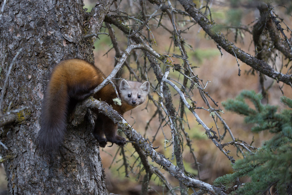 Pine Marten