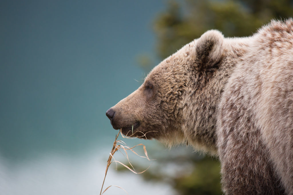 Grizzly