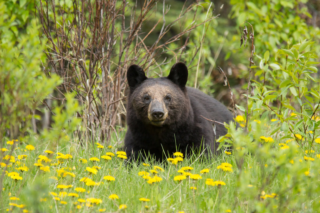 Black Bear