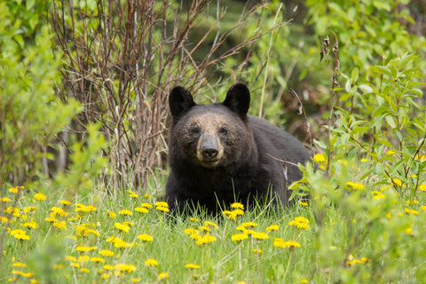 Black Bear