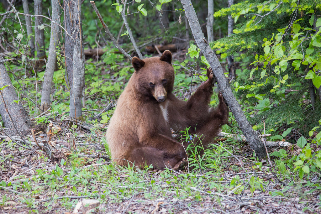Black Bear