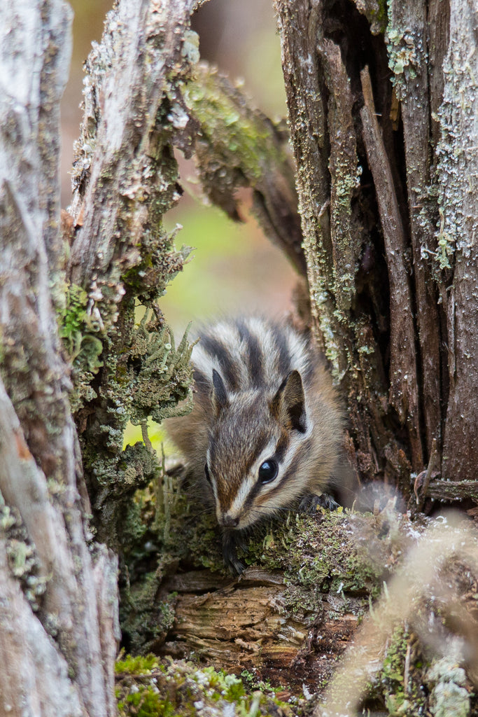 Chipmunk