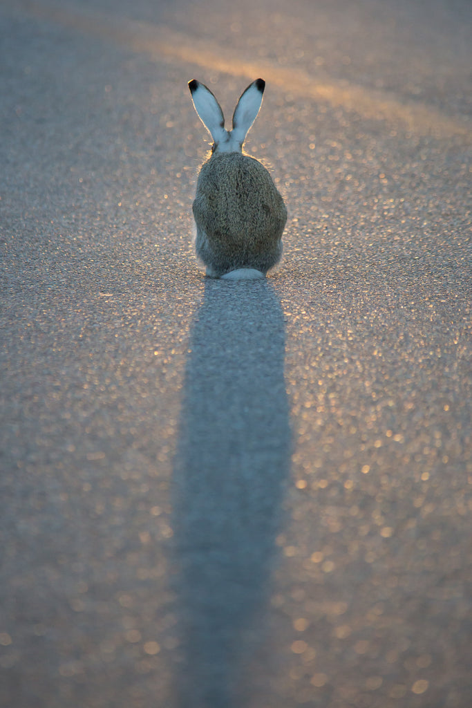 Jackrabbit