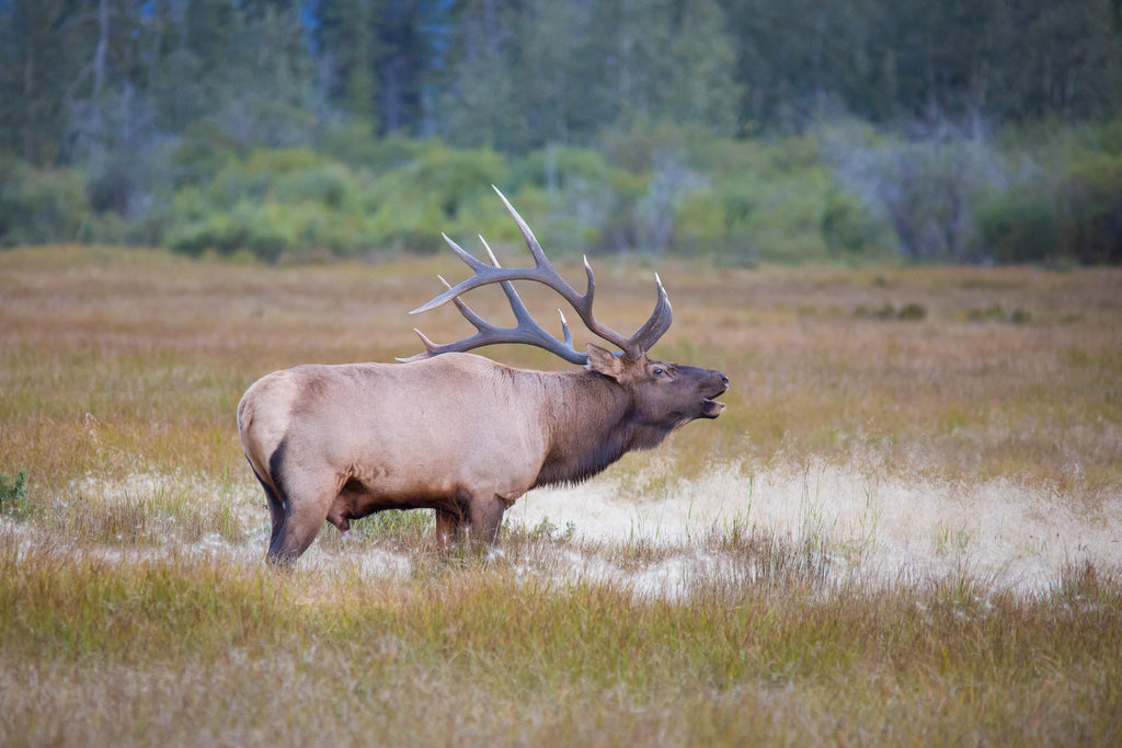 Elk