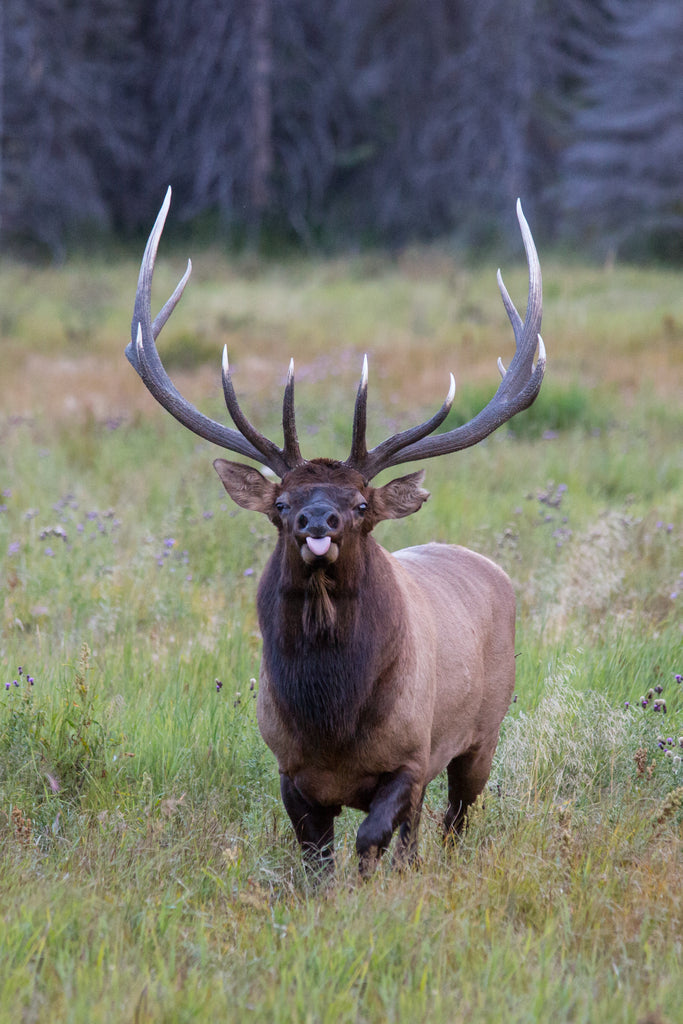 Elk