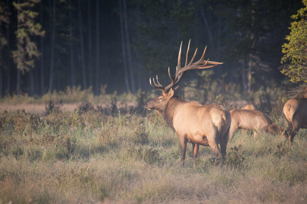 Elk