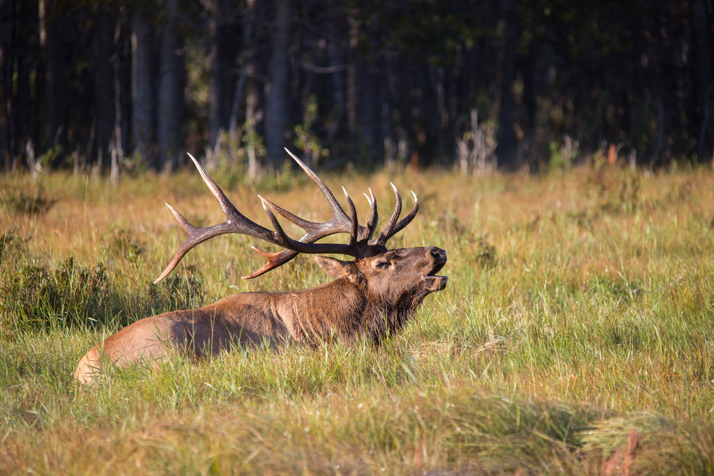 Elk