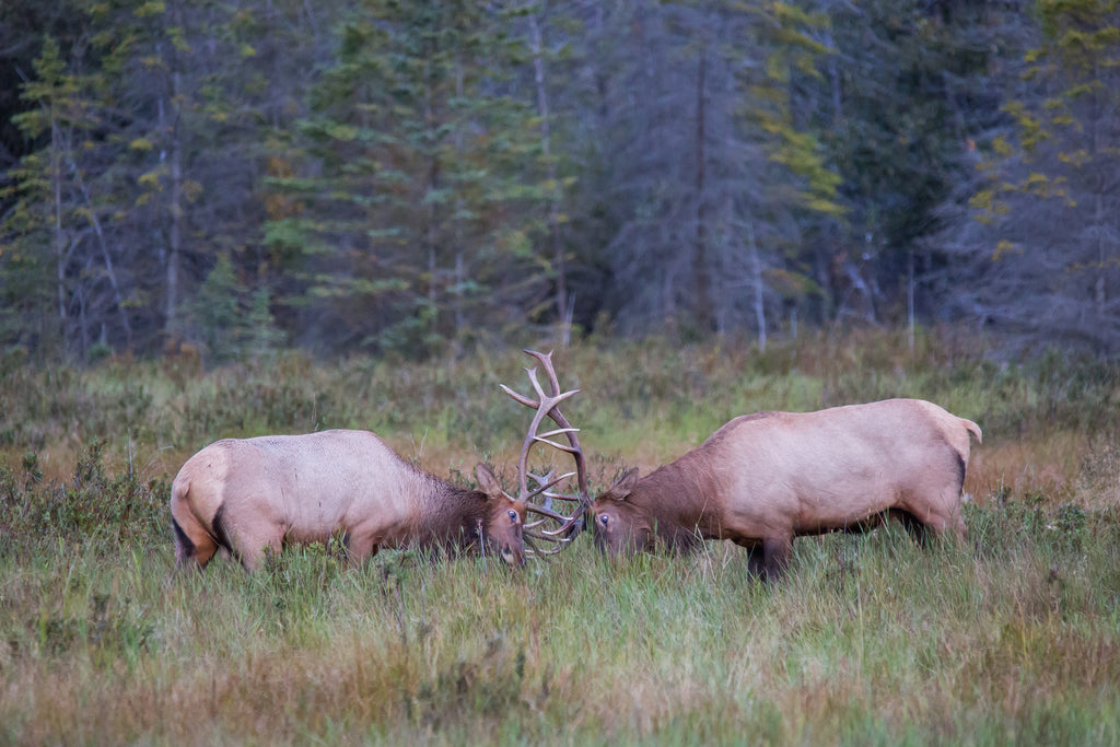 Elk
