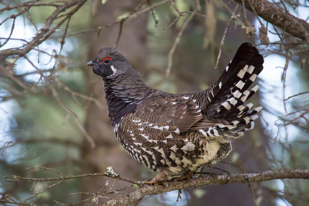 Spruce Grouse