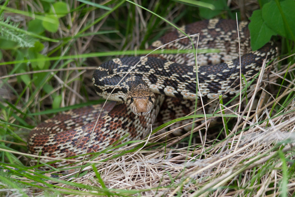 Gopher Snake
