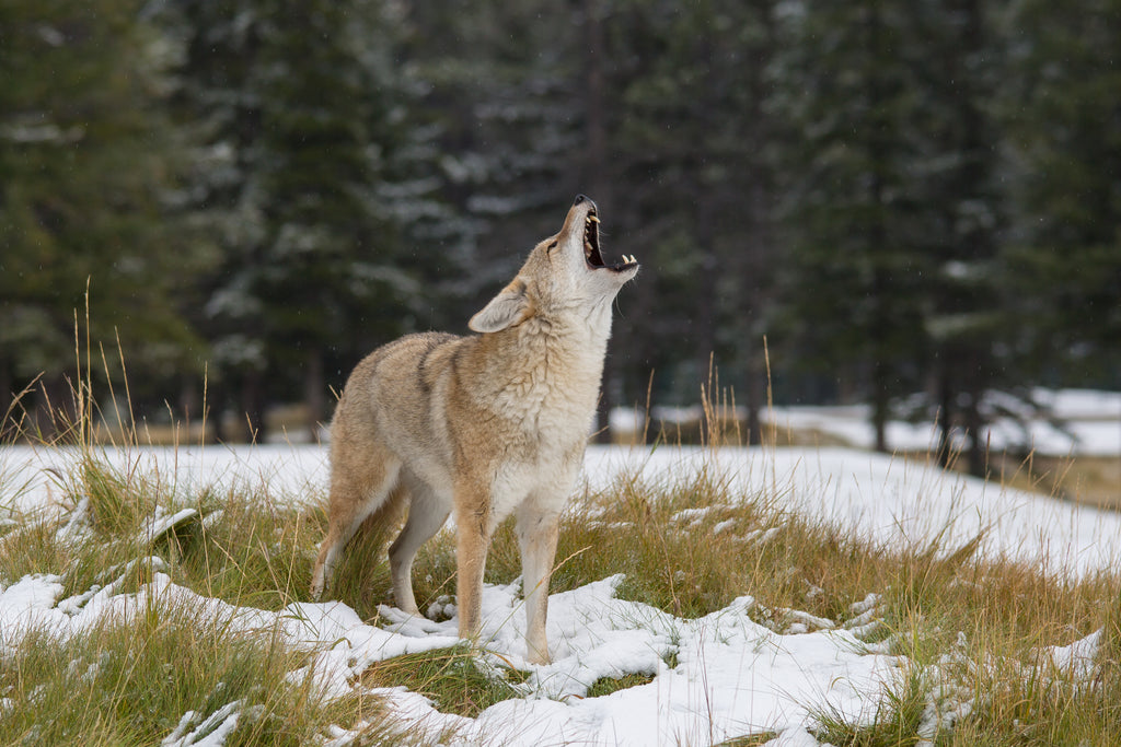 Coyote