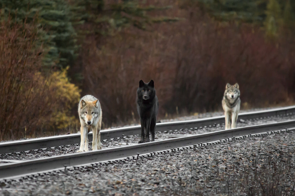 Wolves
