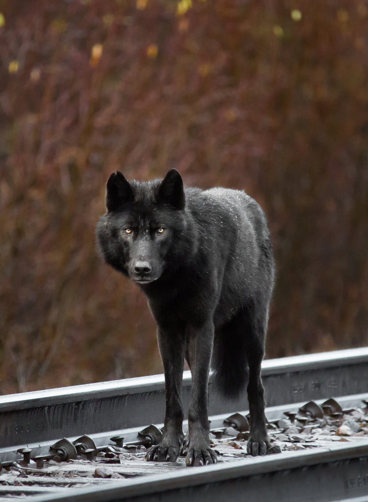 wolf