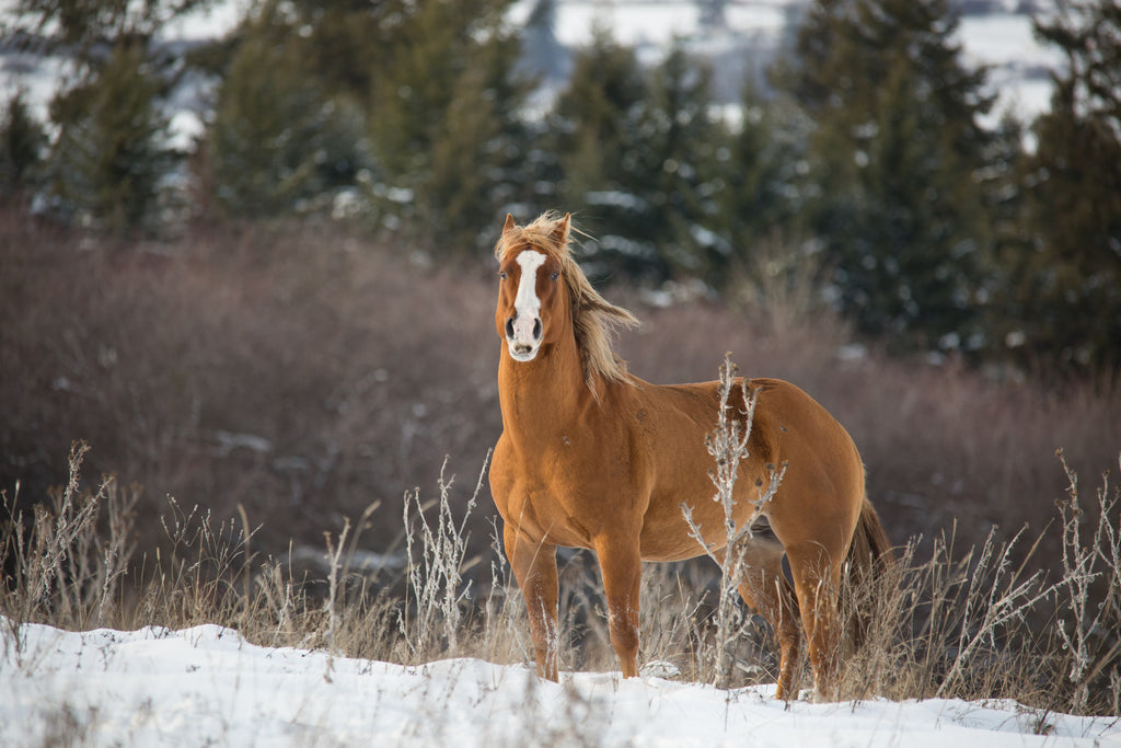 Wild Horse