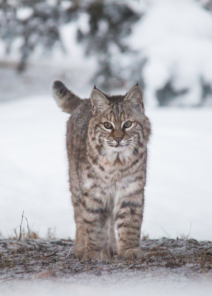 Bobcat
