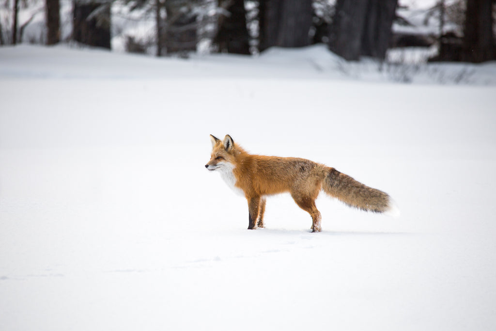 Red Fox