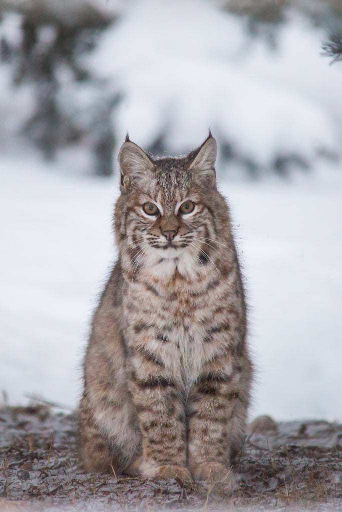 Bobcat