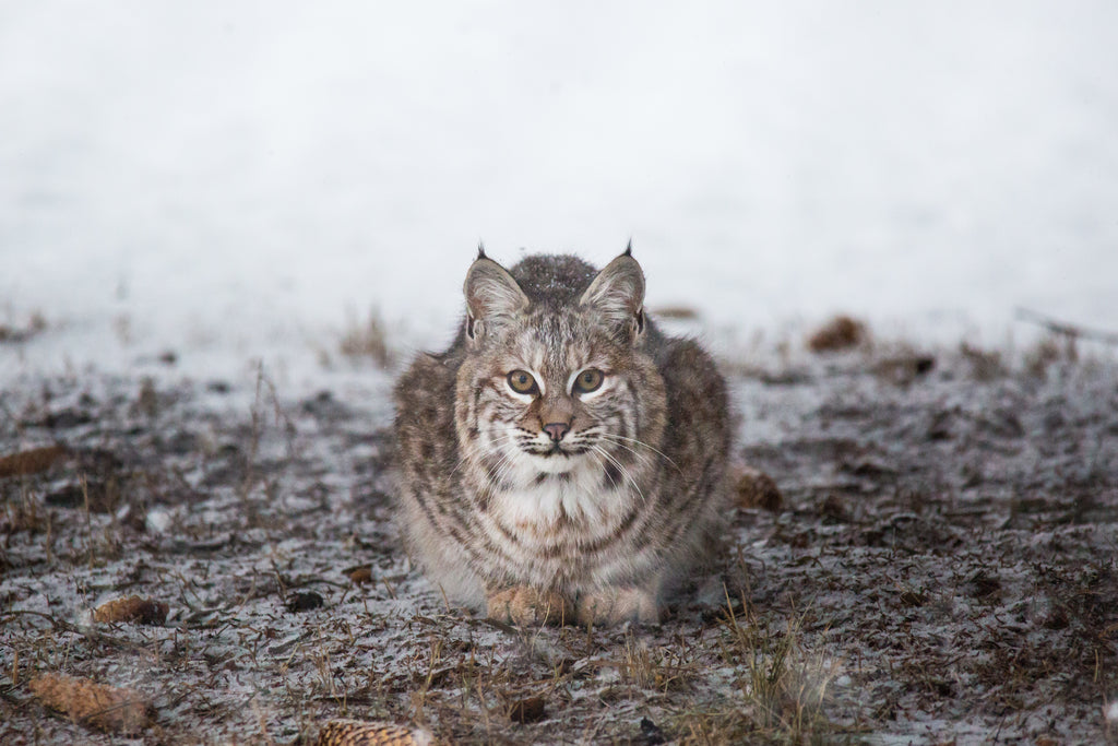 Bobcat