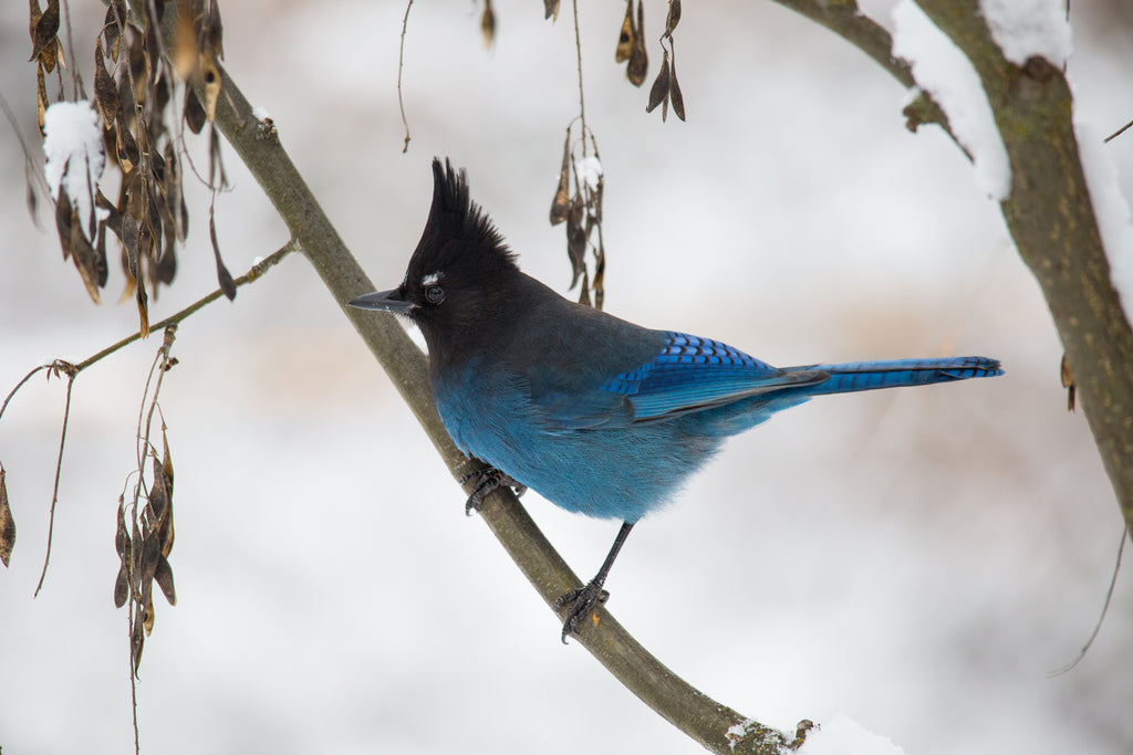 Steller's Jay