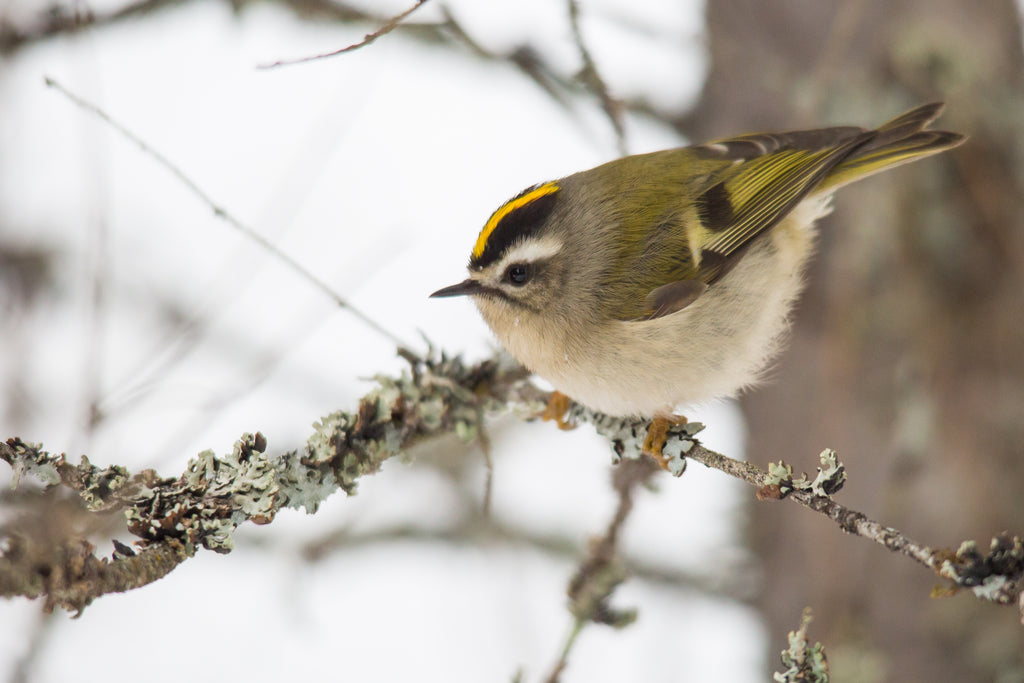 Golden Crowned Kinglet