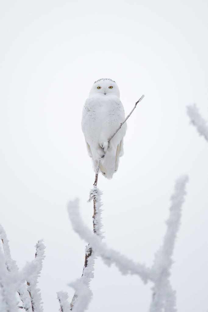 Snowy Owl