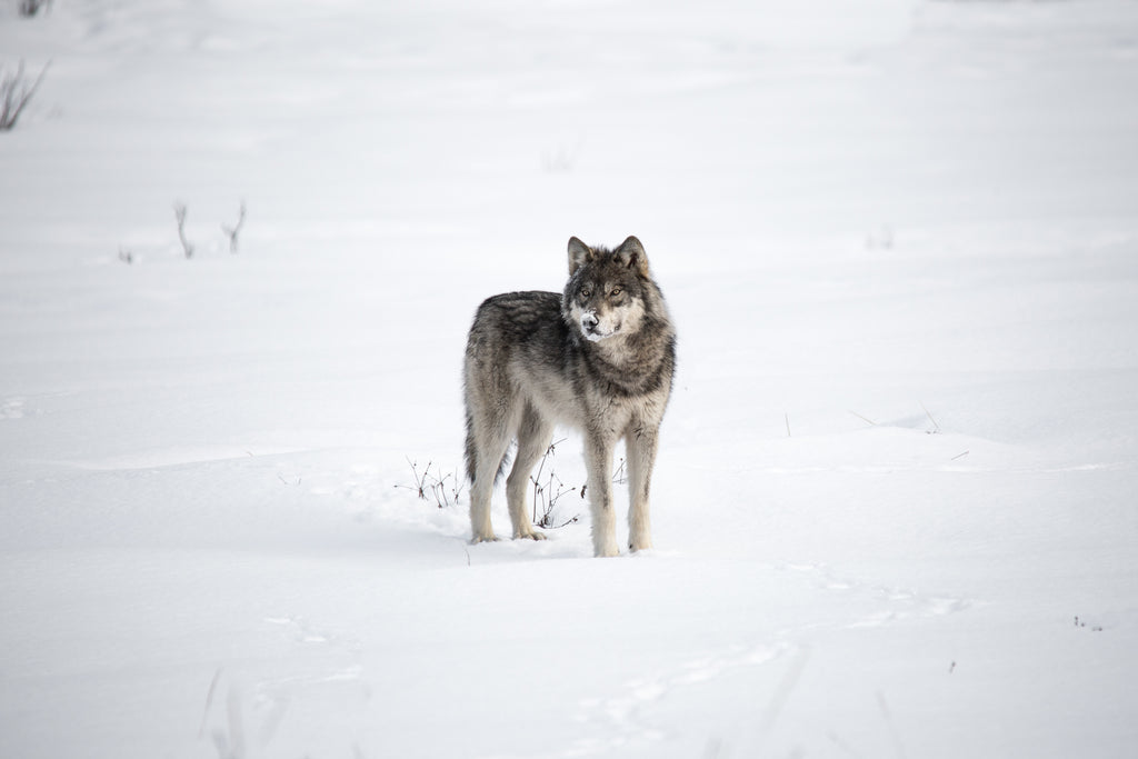 Winter Gaze