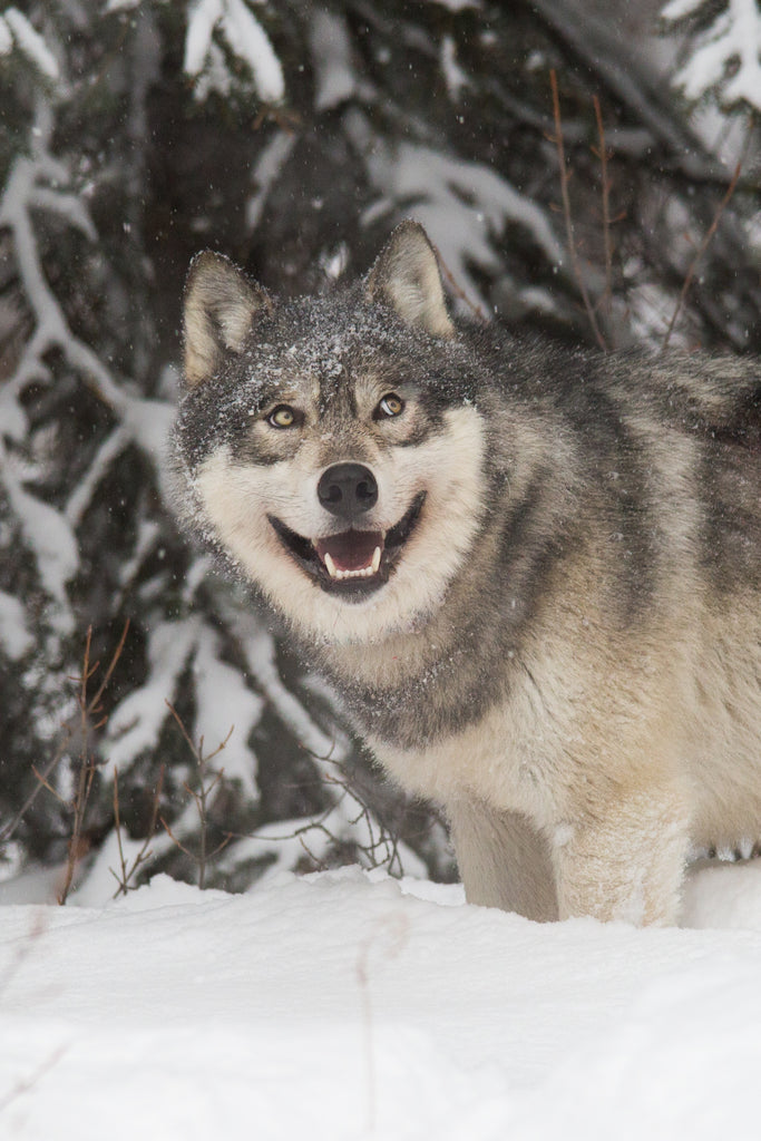 Wolf