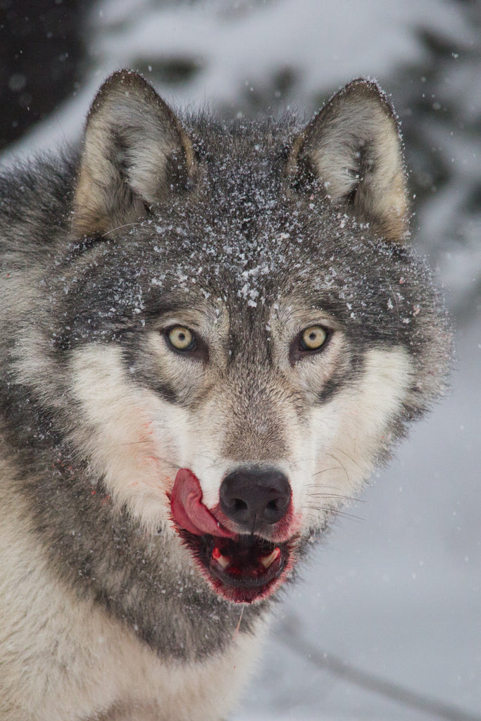 Wolf