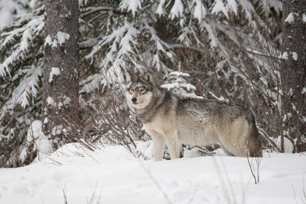 Wolf