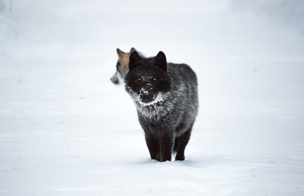 Wolf