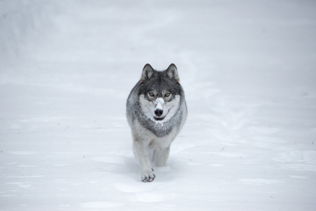 Wolf
