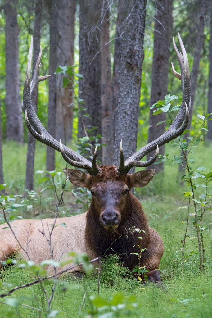 Elk