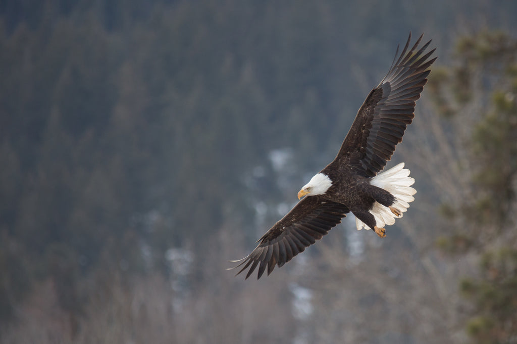 Gliding