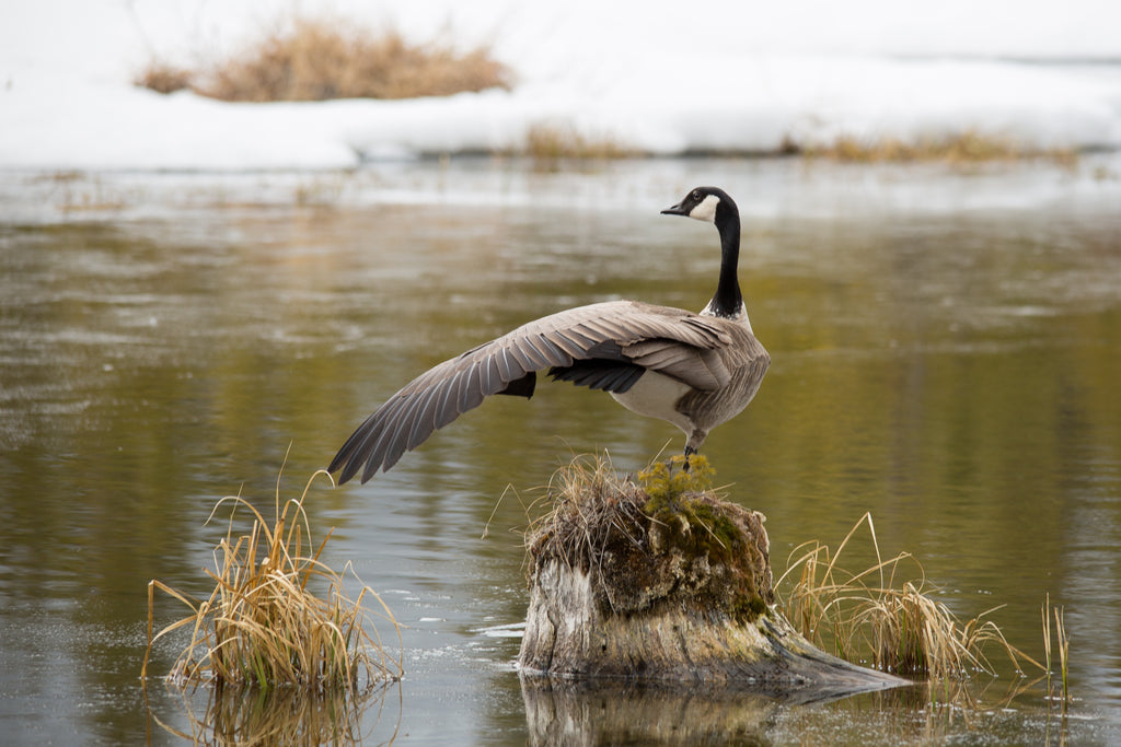 Canada Goose