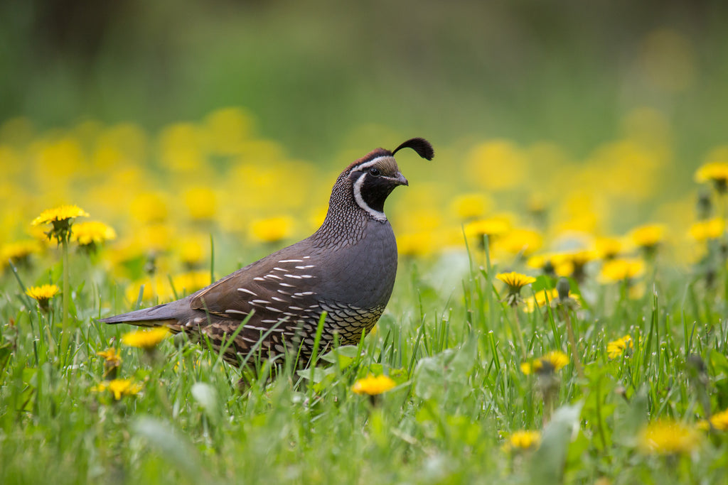California Quail