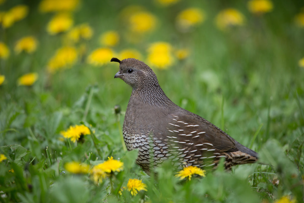 California Quail