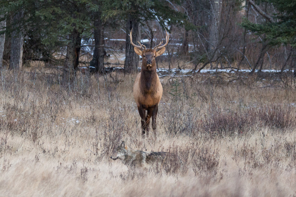 Wolf & Elk