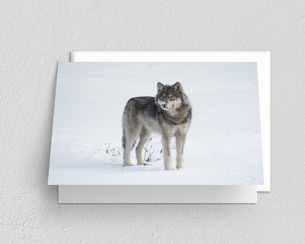 Wolf in Snow