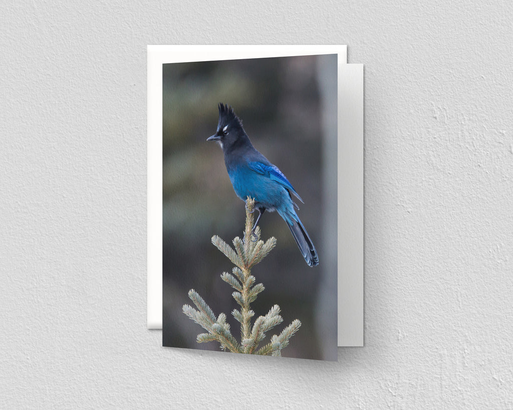 Stellar Jay